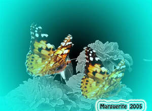 butterfly1.jpg